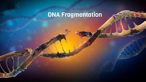 Đứt gãy DNA tinh trùng